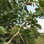 Image result for Dovyalis zeyheri