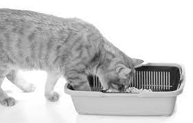 Kidney Failure Is A Progressive Disease Catwatch Newsletter