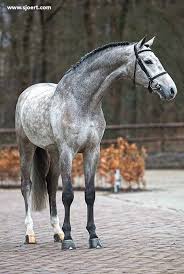 Dapple Grey Warmblood Grey Horse Horses Dapple Grey Horses