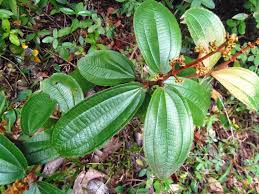 Para Que Serve O Remédio Canela De Velho Canela De Velho Ervas Ervas Medicinais Planta Herbacea