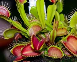 Pick off the flower stems as soon as you see them because they will use the plant's energy to flower instead of growing traps. How To Grow Venus Fly Trap Yates