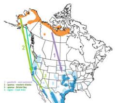 Check spelling or type a new query. Greater White Fronted Goose Sibley Guides