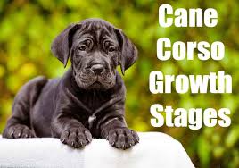 We did not find results for: Cane Corso Growth Stages Puppy To Adult Height And Weight