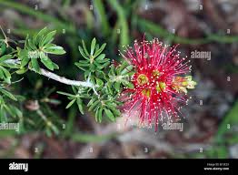 Image result for Myrtaceae