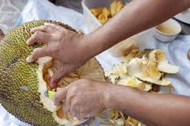 Maybe you would like to learn more about one of these? 753 Cut Jackfruit Photos Free Royalty Free Stock Photos From Dreamstime