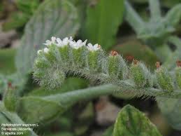 Image result for Heliotropium supinum