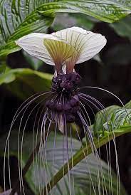 Bat Flower Bat Flowers Flower Tacca Flowering Plants Bat Flower Strange Flowers Flowers Photography