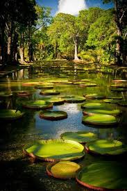 Le Jardin De Pamplemousse Ile Maurice Mauritius Beautiful Places Places Around The World Beautiful Landscapes