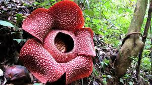 Namun, tiada yang lebih eksotik daripada bungi rafflesia yang hanya boleh ditemui di hutan terpencil di sabah. Cara Berkembangbiak Bunga Rafflesia Materiipa Com