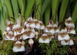 Dracula felix - New World Orchids