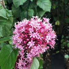 Image result for Clerodendrum