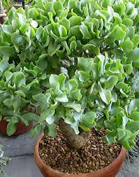 It is native to south africa, and is common as a houseplant worldwide. Crassula Ovata Cv Blue Surprise Crassula Ovata Jade Plants Jade Plant Care
