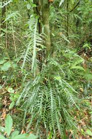 Image result for Microsorum scandens