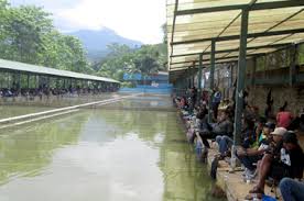 Situ Manglayang Udaranya Sejuk Bisa Menampung Ratusan Pemancing Kabar Mancing