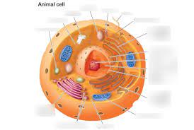 Check spelling or type a new query. Animal Cell Part 2 Diagram Quizlet