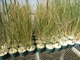 Image result for Eragrostis moggii