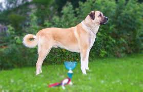 Kangal Dog Personality Temperament And Hd Pictures In 2020 Kangal Dog Dog Personality Smart Dog