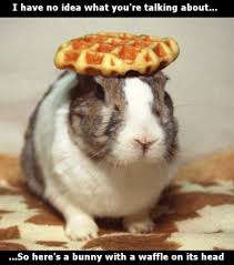 I Have No Idea What You Re Talking About So Here S A Bunny With A Waffle On Its Head Animals Doing Funny Things Cute Animals Animals