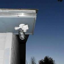 Homemade Wasp Repellent In 2020 Wasp Nest Wasp Repellent Wasp