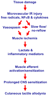 Cutaneous tactile allodynia associated with microvascular dysfunction in  muscle