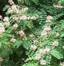 Image result for Indigofera tanganyikensis