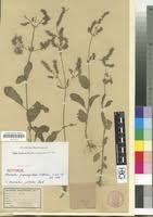 Image result for Aeollanthus pubescens