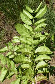 Image result for Pouchetia