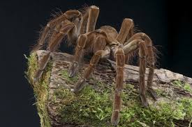 The goliath birdeater (theraphosa blondi) belongs to the tarantula family theraphosidae. Goliath Bird Eating Spider Theraphosa Blondi About Animals