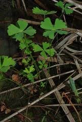 Image result for Pleurolobus salicifolius