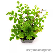 Image result for Didymochlaena