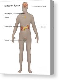 Its size can vary from person to person, but on average it's about 3.6 inches long when flaccid (not. Endocrine System In Male Anatomy Canvas Print Canvas Art By Gwen Shockey