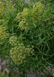 Image result for Heteromorpha