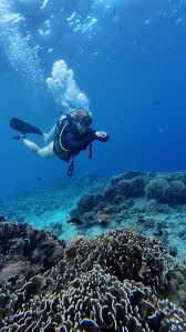 Image result for Lannea virgata