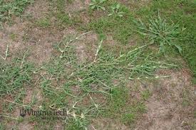 Image result for Cynodon incompletus