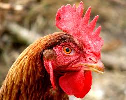 Check spelling or type a new query. 1 587 Chook Photos Free Royalty Free Stock Photos From Dreamstime