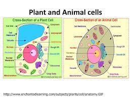 Mitosis of an animal cell enchanted learning. Ppt Plant And Animal Cells Powerpoint Presentation Free Download Id 7060098