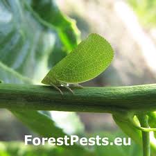 Image result for Aneilema chrysopogon