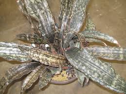 Image result for Sansevieria kirkii