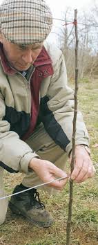 Check spelling or type a new query. How To Grow Espalier Apple Trees Finegardening