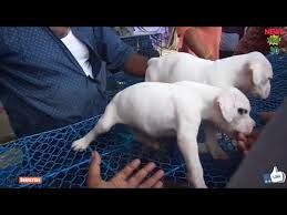 How Much Does A White Boxer Puppy Cost 2021 The Dog Visitor