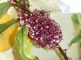 Image result for Urera