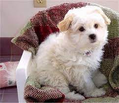 Maybe you would like to learn more about one of these? Shih Mo Dog Breed Information And Pictures