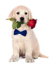 On this white dog names page we have given a tip of our dog naming caps to a special color of pooch by offering you a page full of ideas that sound white blossom: Golden Retriever Names Unique Male Female Ideas Cute Animals Cute Dogs Cute Dog Pictures