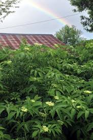 The sweet umbels of creamy colored flowers that can reach 12″ across are so fragrant and have a unique smell, kind of like floral, creamy, a… what's blooming in my garden? Harvesting Elderflowers Norm S Farms
