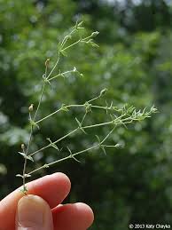 Image result for Cliffortia serpyllifolia