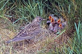 Birds And Their Nests Pictures Uk Images Of Wild British Birds Birds Beautiful Birds Pet Birds