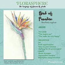 Bird Of Paradise Flower Meanings Birds Of Paradise Flower Birds Of Paradise