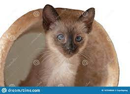 Purebred 2 Month Old Siamese Cat With Blue Almond Shaped Eyes On Beige Playground Background Small Kitten Laying Concepts Of Stock Photo Image Of Kitty Hair 181548566