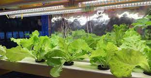 We examine the best led grow lights for vegetables to help you make ther best choice for growing vegetables or seedlings. Indoor Grow Lights What Types Of Lights Are Used To Grow Plants Trees Com