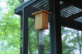 Identifying carpenter bees carpenter bees, also known as wood bees because of their diet and choice of habitat are large black bees that look very similar to bumble bees. How To Make A Carpenter Bee Trap Hgtv